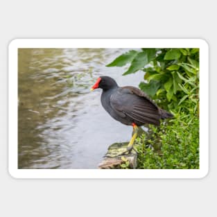 Common Gallinule at Edge of Water Sticker